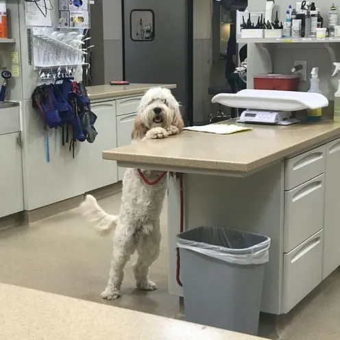 A look at one of our hospital rooms that has a dog with its paws on a counter